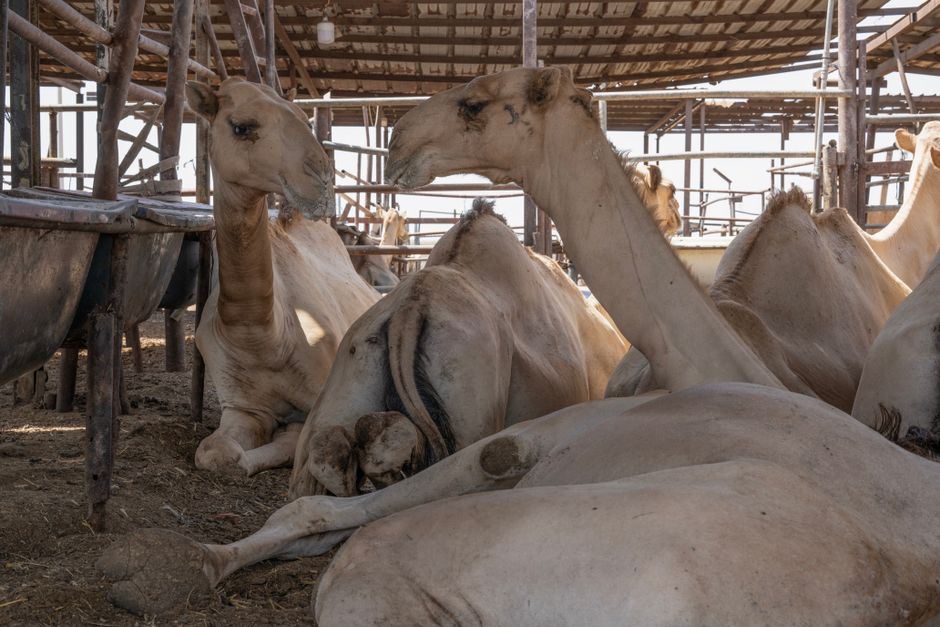 A group of Arabian camels lounging in an outdoor pen under a shelter.