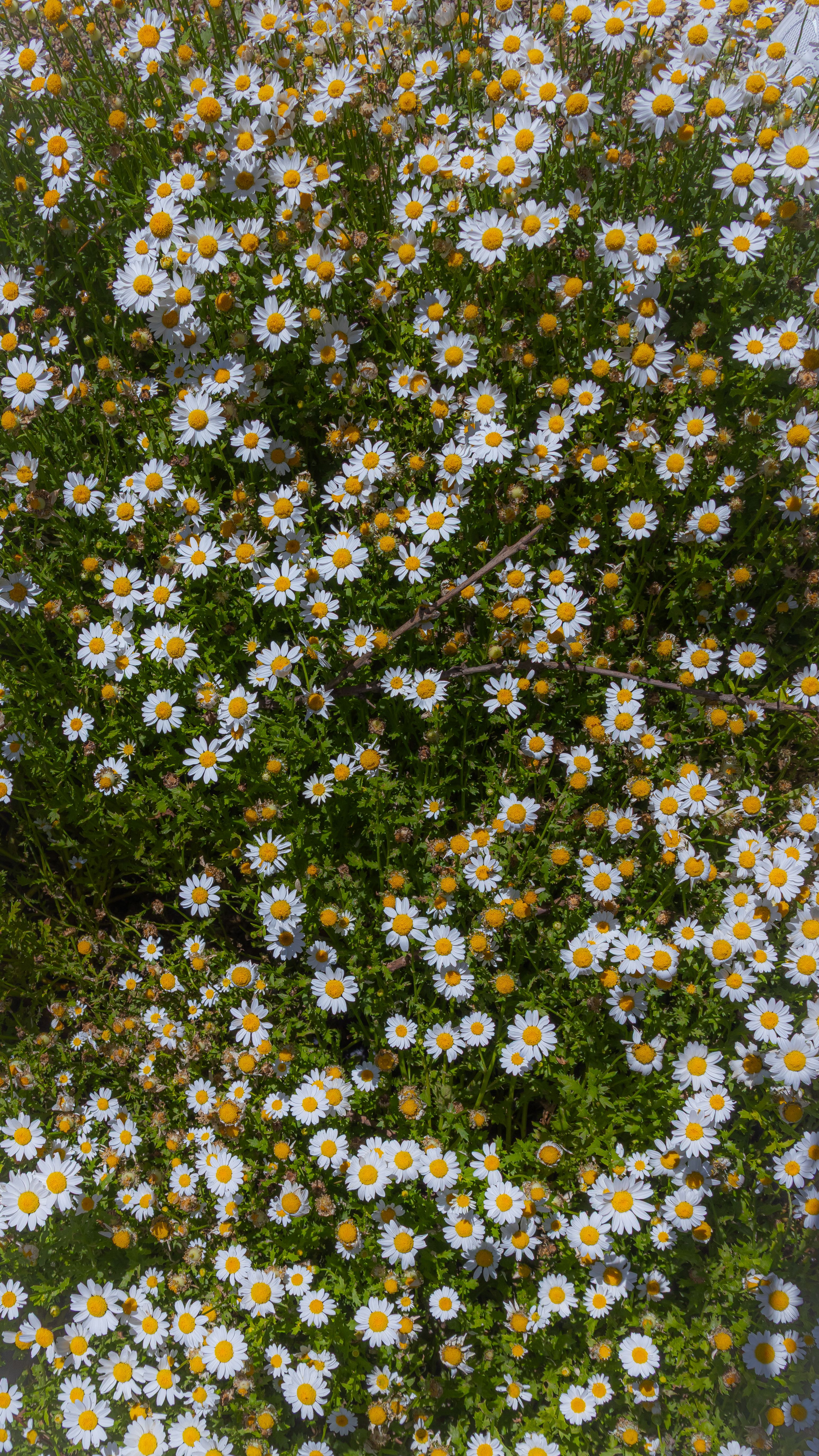[ColoSach]-a-vibrant-field-of-blooming-daisies-showcasing-nature's-beauty-and-freshness-of-spring.