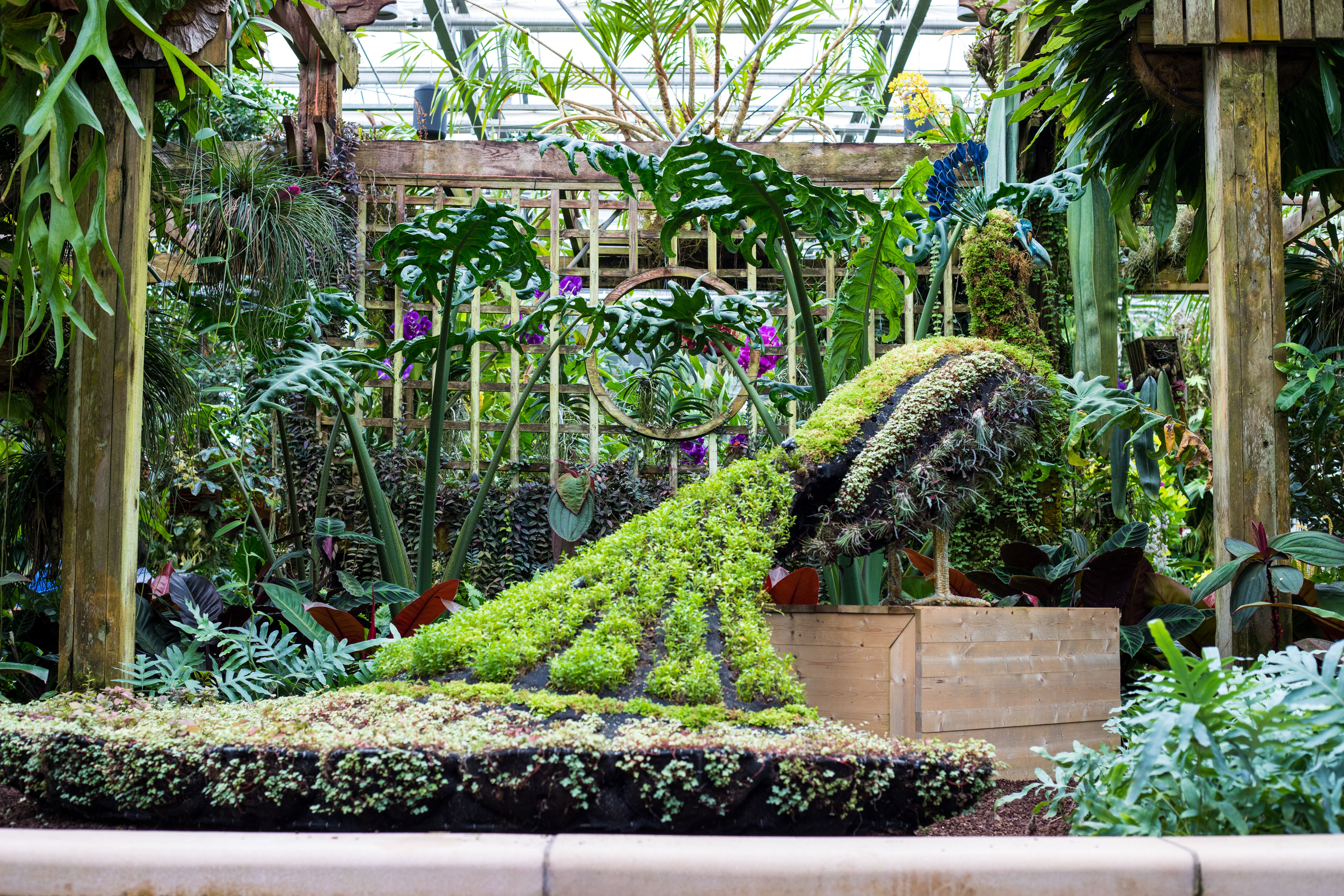 Plant kingdom