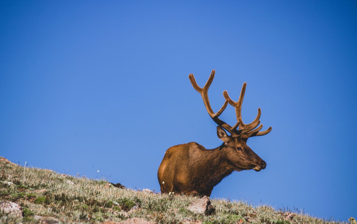 Mâle wapiti aux bois veloutés couché sur une crête alpine herbeuse sous un ciel bleu profond