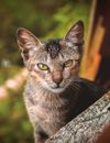 一张在户外拍摄的虎斑猫激烈特写肖像，它的眼睛十分敏锐