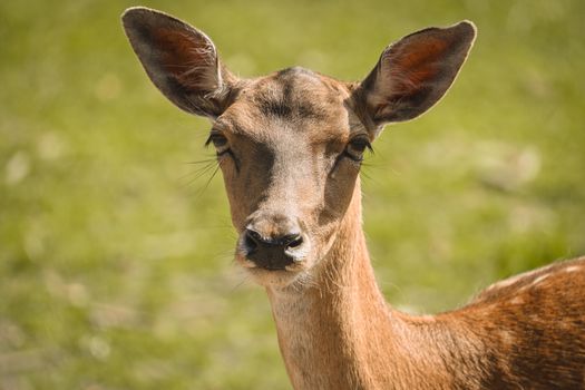 A detailed close-up of a deer standing in a sunny meadow, capturing its attentive expression.
