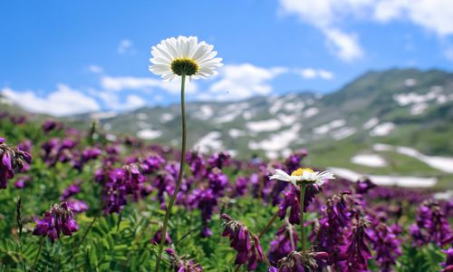 Free Vibrant wildflowers with snowy peaks in the Rize mountains under a clear blue sky. Stock Photo