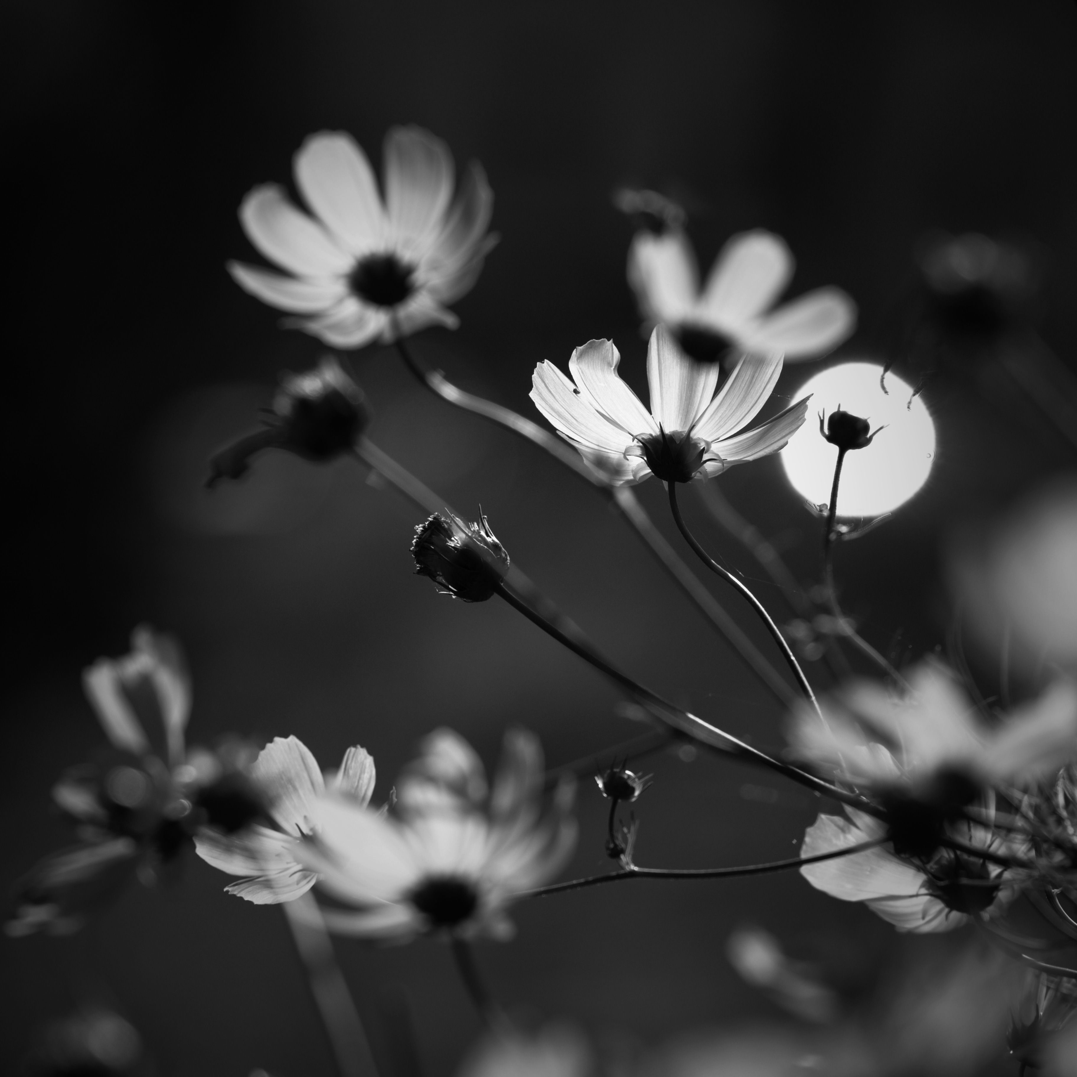 Rusty orange cosmos on tall stems in a galvanized bucket.
