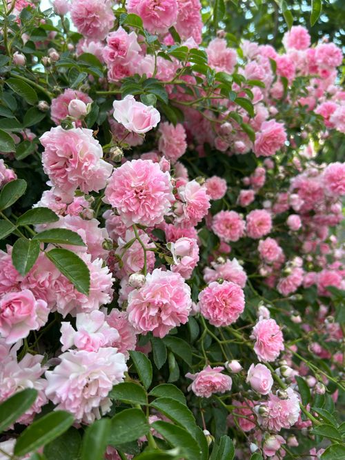 Free Dense cluster of vibrant pink roses blooming with lush green leaves, showcasing nature's beauty. Stock Photo