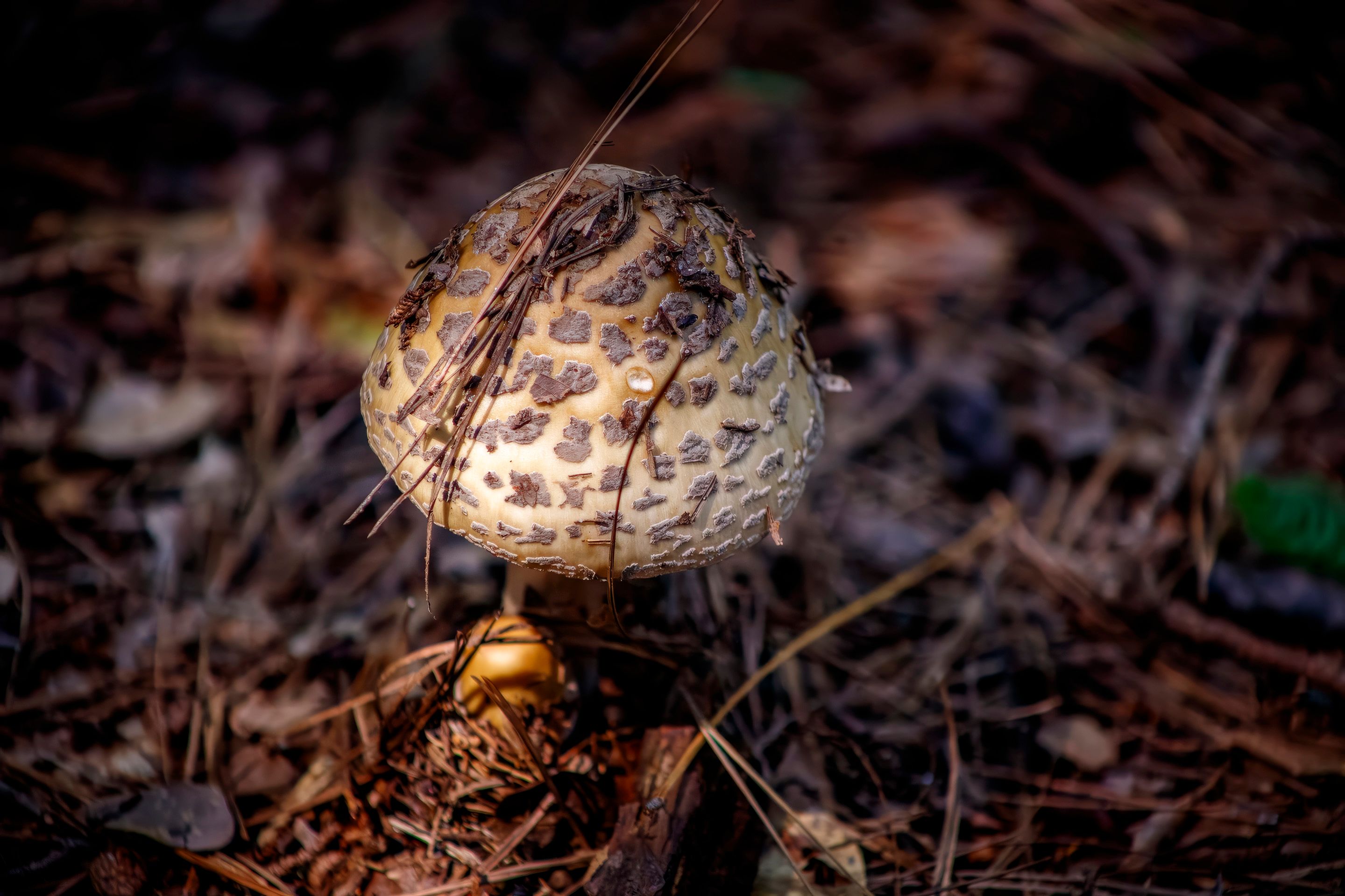 Detailed photograph of a spotted mushroom on a forest floor amidst pine needles.