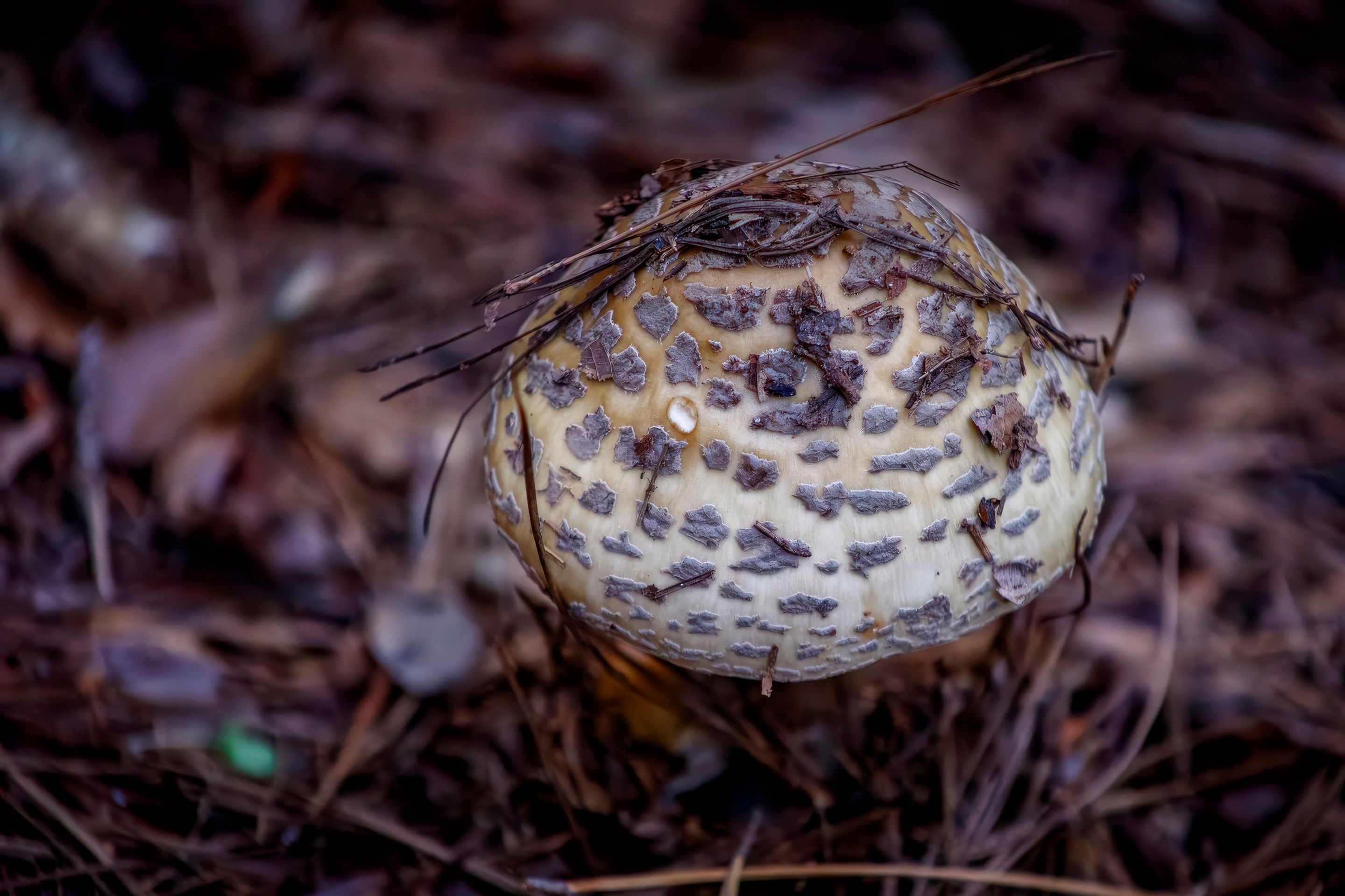 Detailed view of a speckled mushroom surrounded by forest debris, showcasing its texture and natural setting.