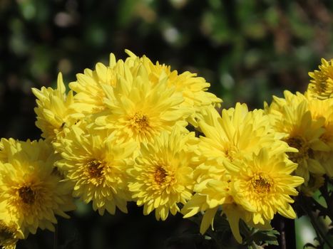 Beautiful close-up of blooming yellow chrysanthemums in a sunny Sydney garden.