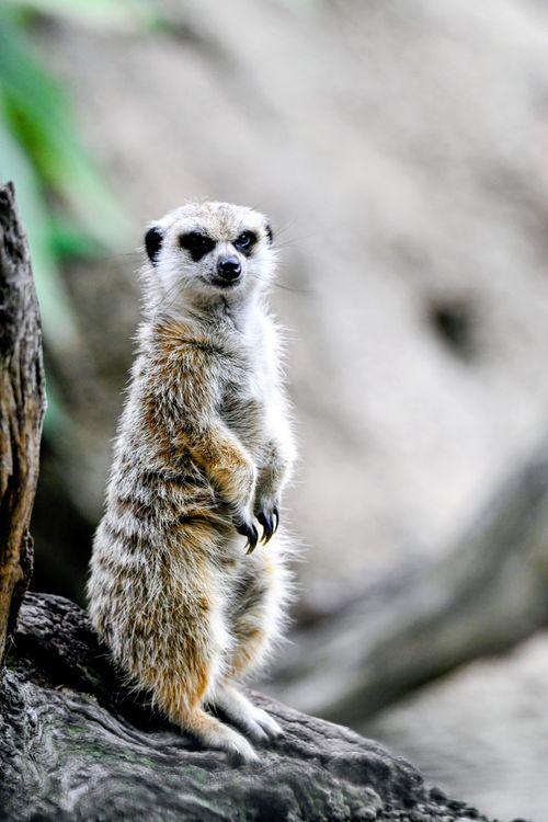 Free A solitary meerkat stands alert on a log, showcasing its vigilant nature in a natural setting. Stock Photo