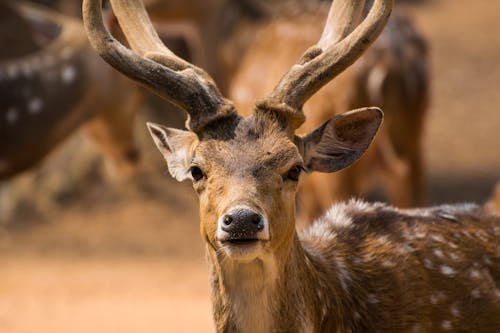 Brown Deer In Close Up Photography