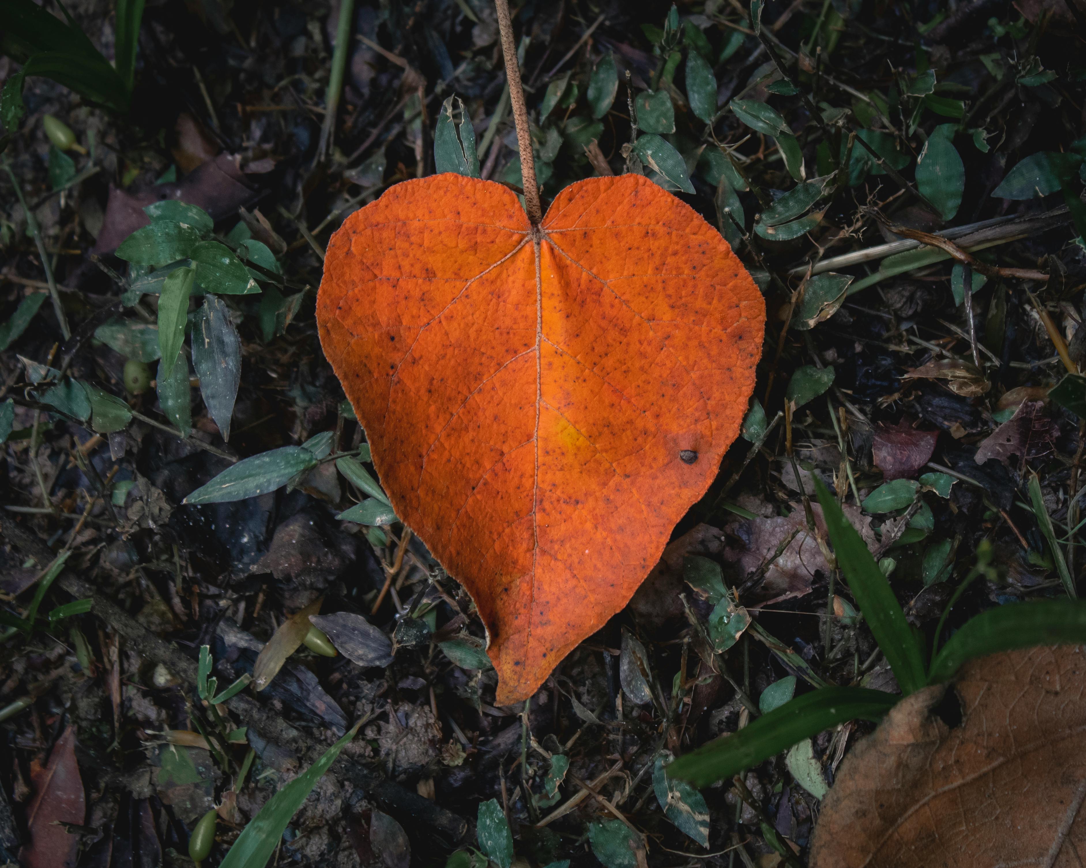 Sewer line inspection