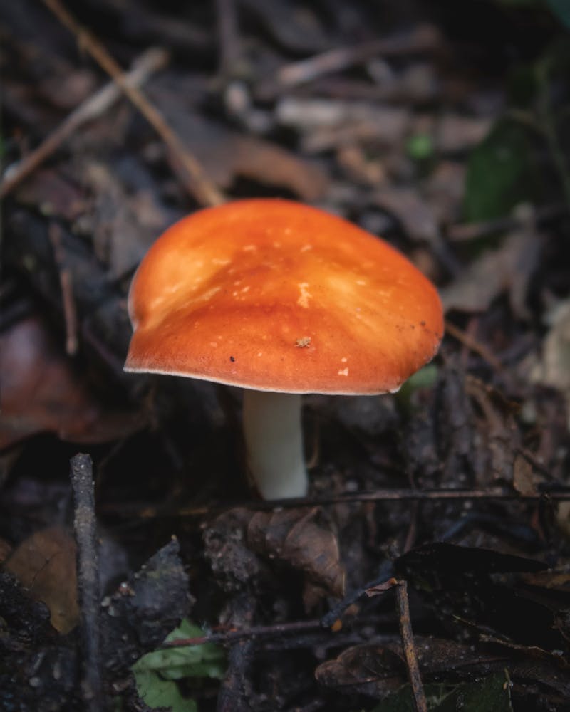 Transgender fertility preservation information guide