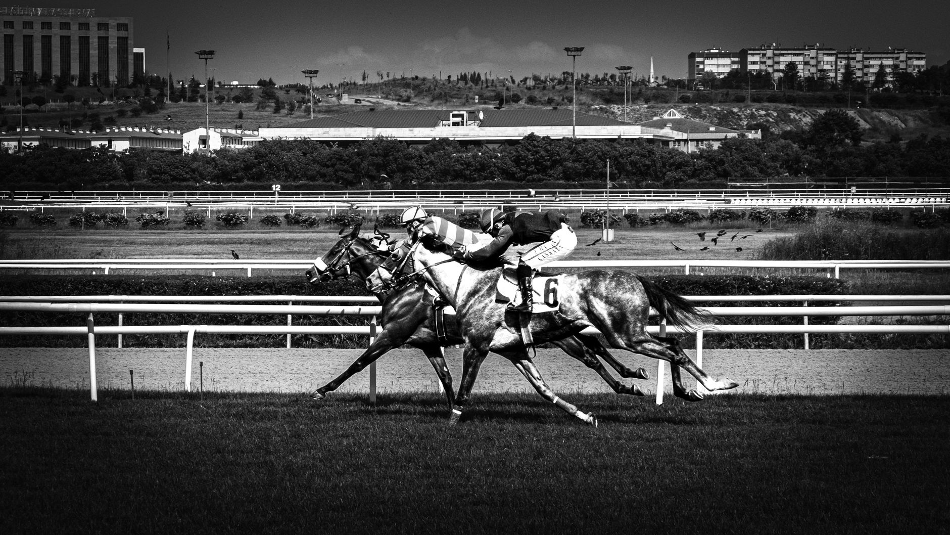 A dynamic black and white photograph capturing two horses racing at full speed on a track in Ankara, Turkey.