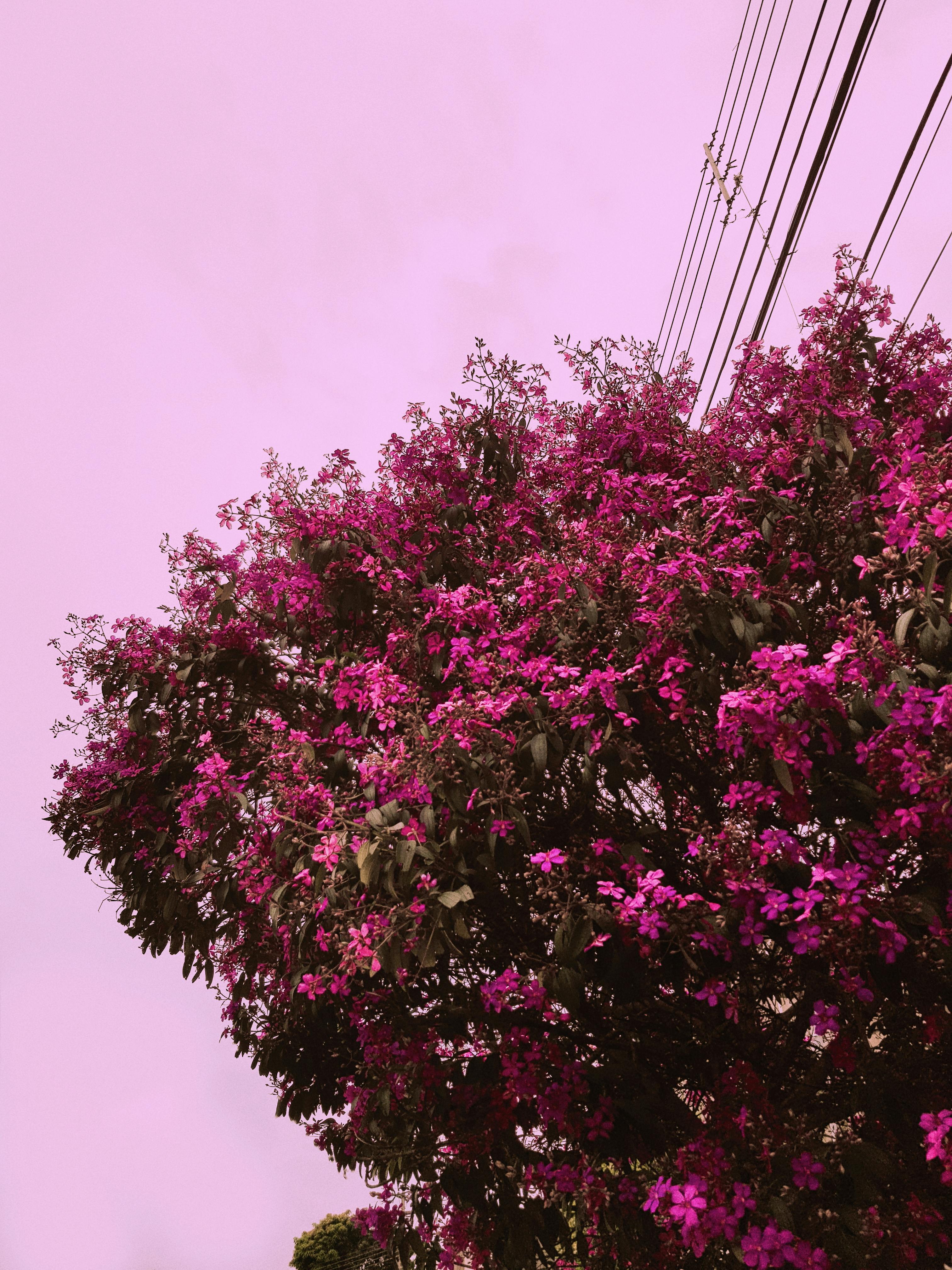 Areas Served Alberta