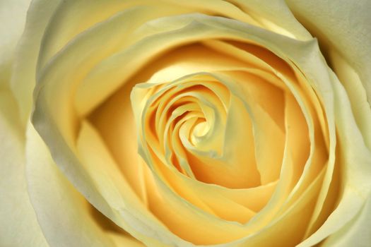 Intimate macro shot showcasing the delicate petals of a yellow rose in full bloom.