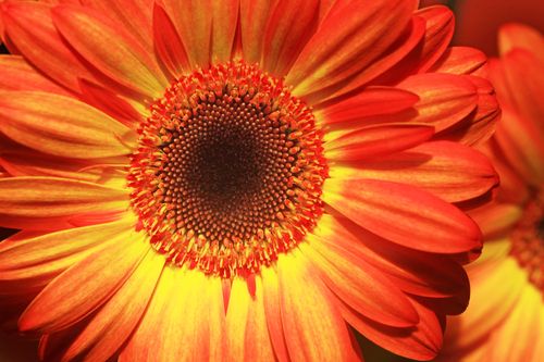 Free Detailed close-up of a vibrant orange gerbera daisy in full bloom, showcasing its petals and center. Stock Photo