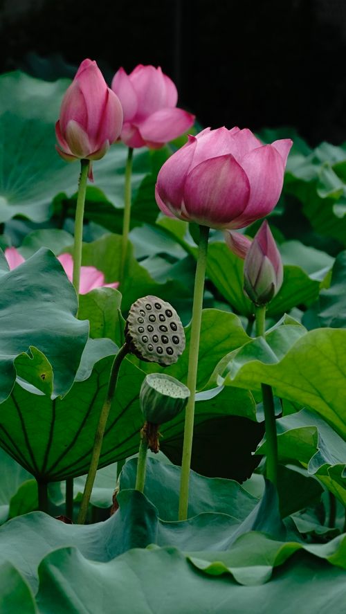 Free Pink lotus flowers blooming among lush green leaves, showcasing natural beauty and calmness. Stock Photo