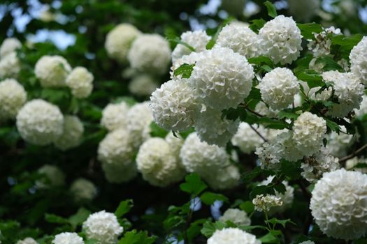 Close-up of white viburnum flowers on a lush green bush in a spring garden.