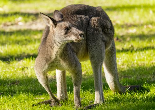 Free Close-up of an Eastern grey kangaroo grazing in Jervis Bay, Australia, surrounded by lush greenery. Stock Photo