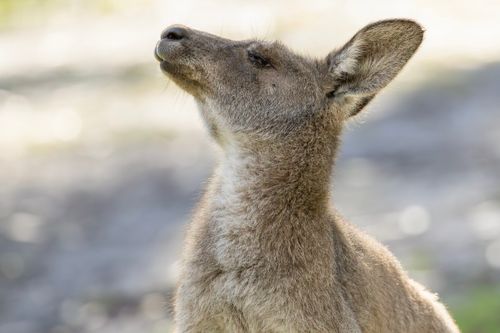 Free Close-up of a grey kangaroo basking in sunlight at Jervis Bay, Australia. Stock Photo