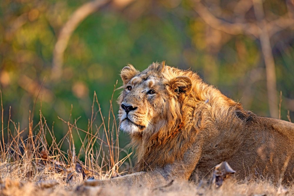 Asiatic lion resting in the Gir Devaliya interpretation zone