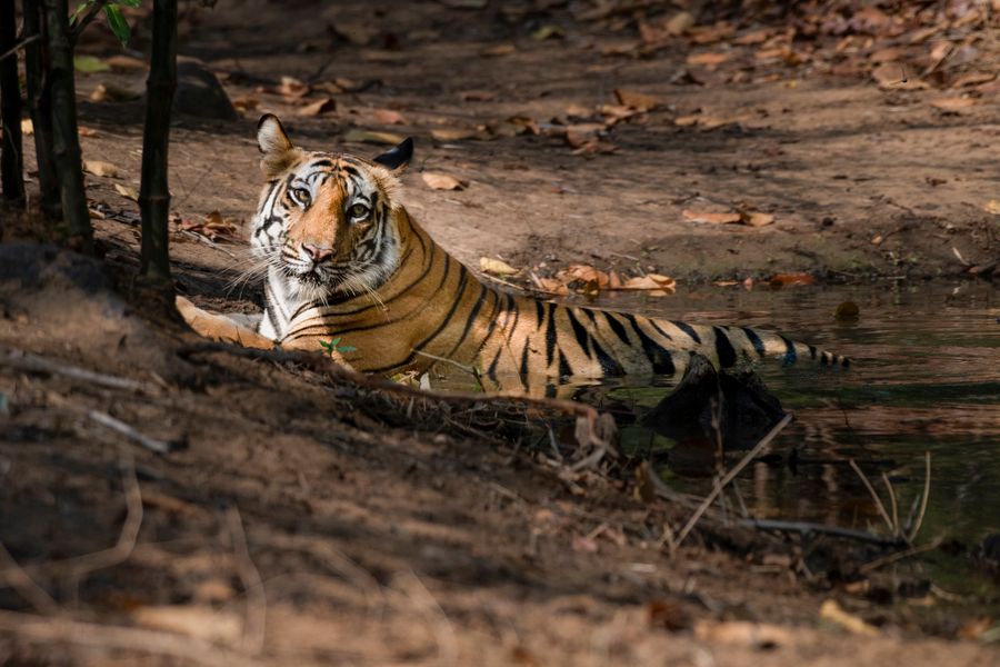 Bandhavgarh National Park photo 6