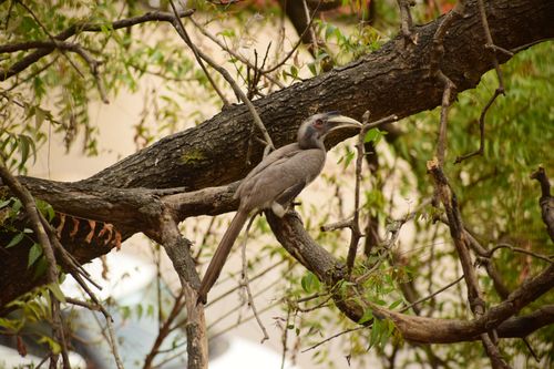 Free Close-up of an Indian Grey Hornbill (Ocyceros birostris) on a tree branch in natural habitat. Stock Photo