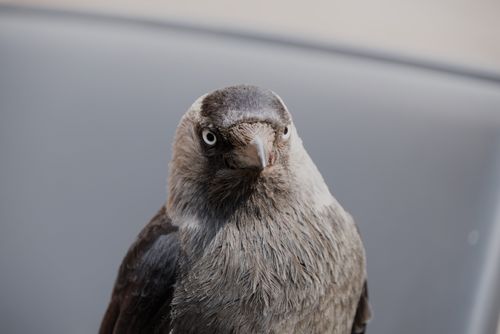Free Detailed close-up of a jackdaw bird showcasing its intense gaze and plumage. Stock Photo