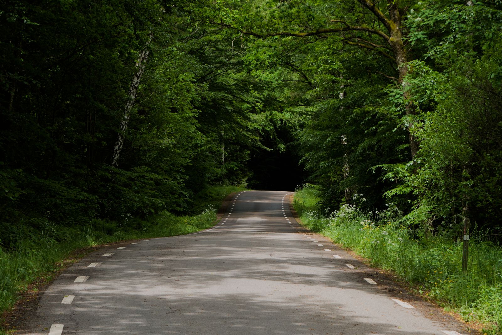 The Forest Drive