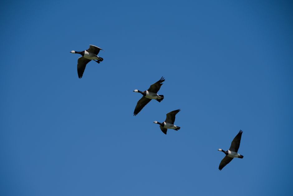 A flock of barnacle geese flying in formation against a clear blue sky, indicating migration season.