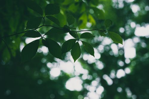 Free Serene image of green leaves with a blurred natural bokeh effect in the background, captured outdoors. Stock Photo