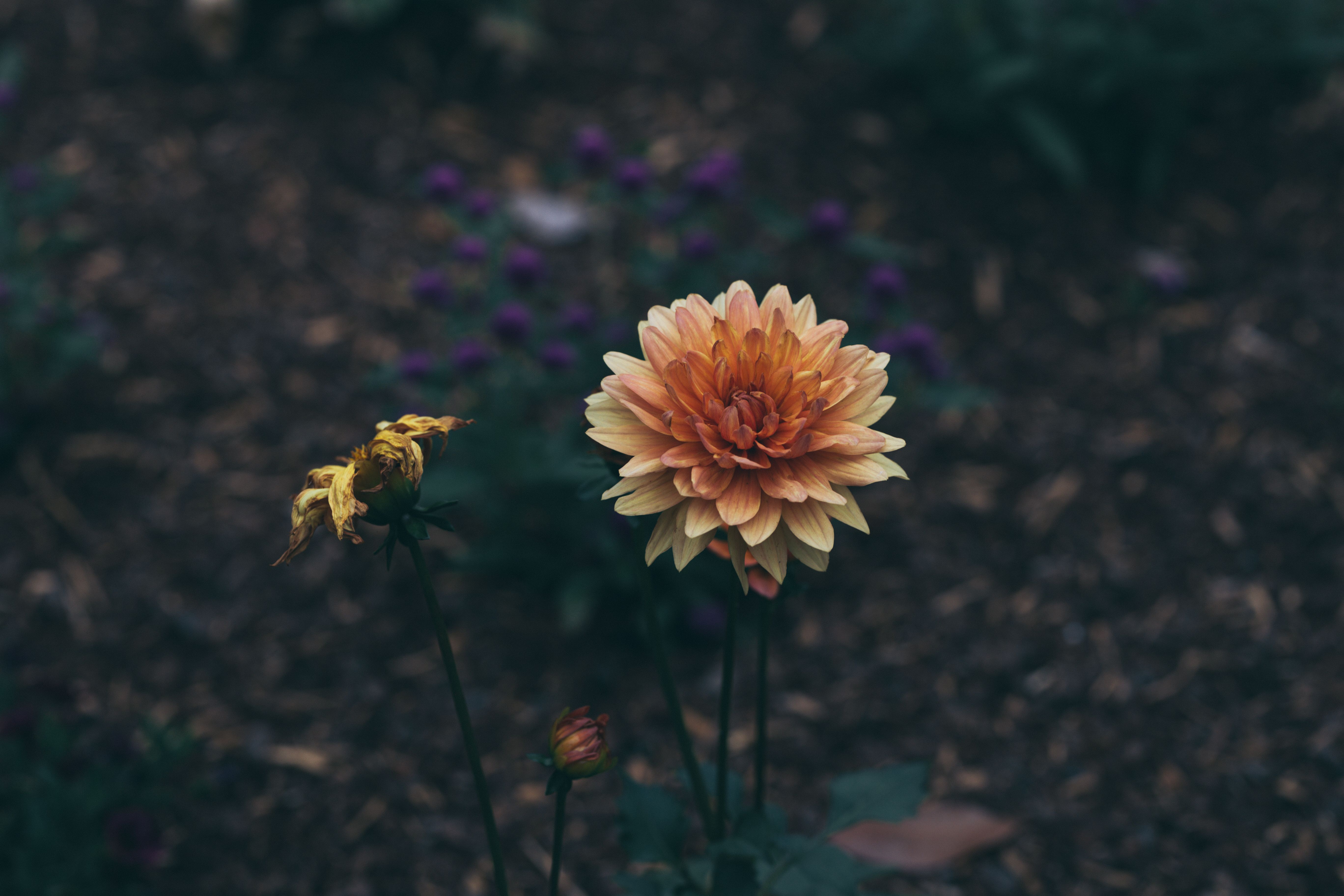 Жоржини: вирощування, догляд і сорти 2026 — dahlia bulbs planting soil gardening