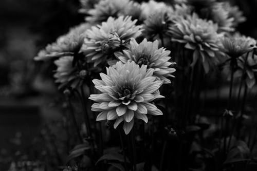 Free Elegant black and white photo of dahlia flowers in full bloom, showcasing their intricate petals. Stock Photo
