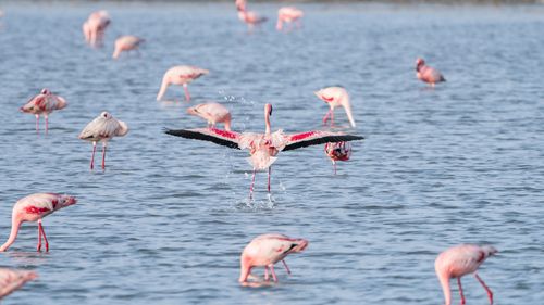 Free A flock of flamingos gracefully wading and flying over a tranquil lake setting. Stock Photo