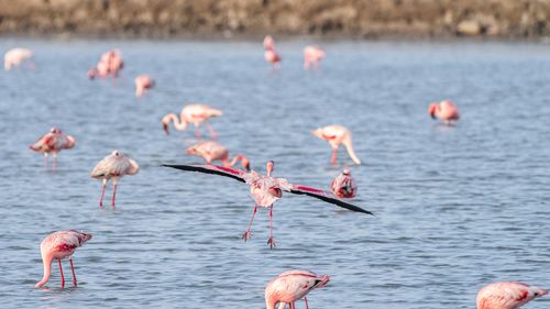 Free A flock of flamingos wading in a serene body of water, showcasing their elegant pink plumage. Stock Photo