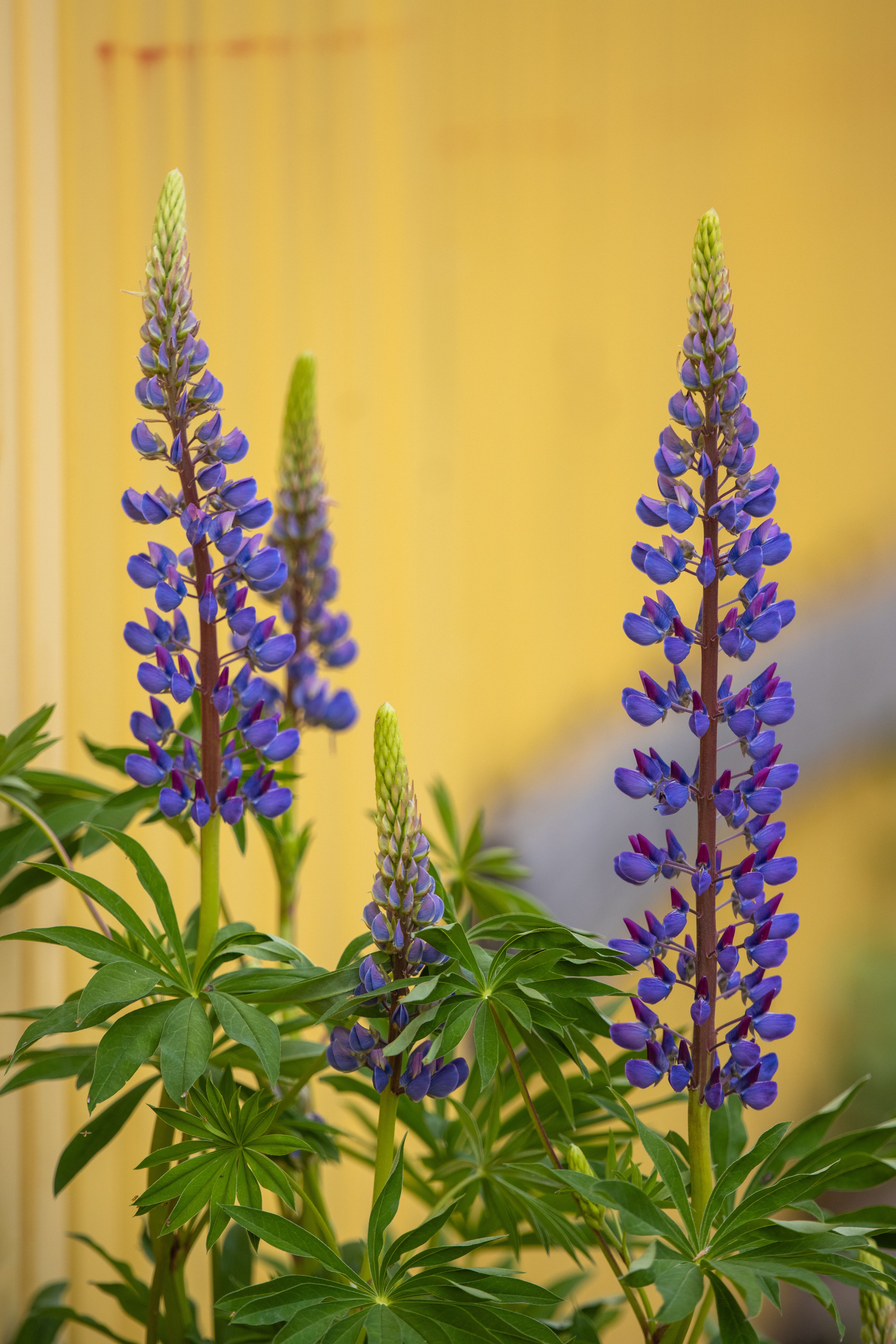 [ColoSach]-blooming-purple-lupines-with-green-foliage-stand-against-a-yellow-backdrop,-adding-vibrant-contrast.