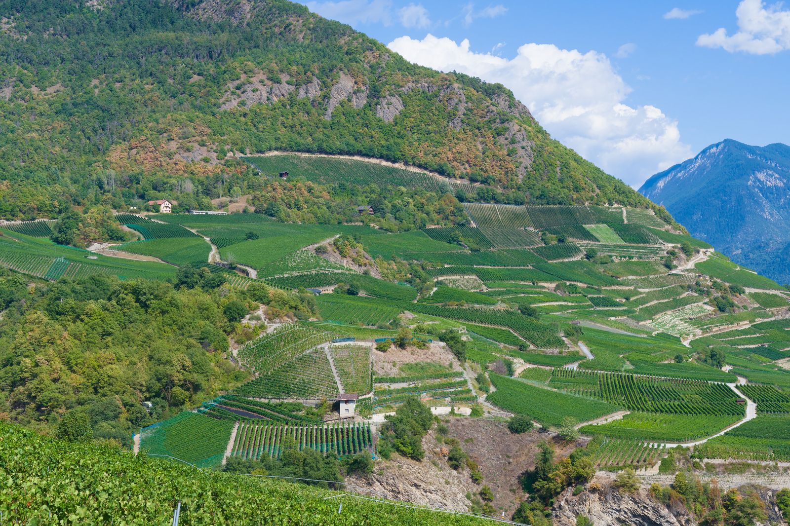 The Great Estates of the Rhône Valley