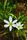 rain flower