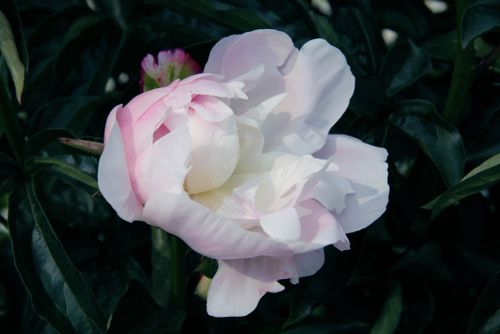 Free A beautiful white peony flower in full bloom with soft pink hues and dark green leaves. Stock Photo