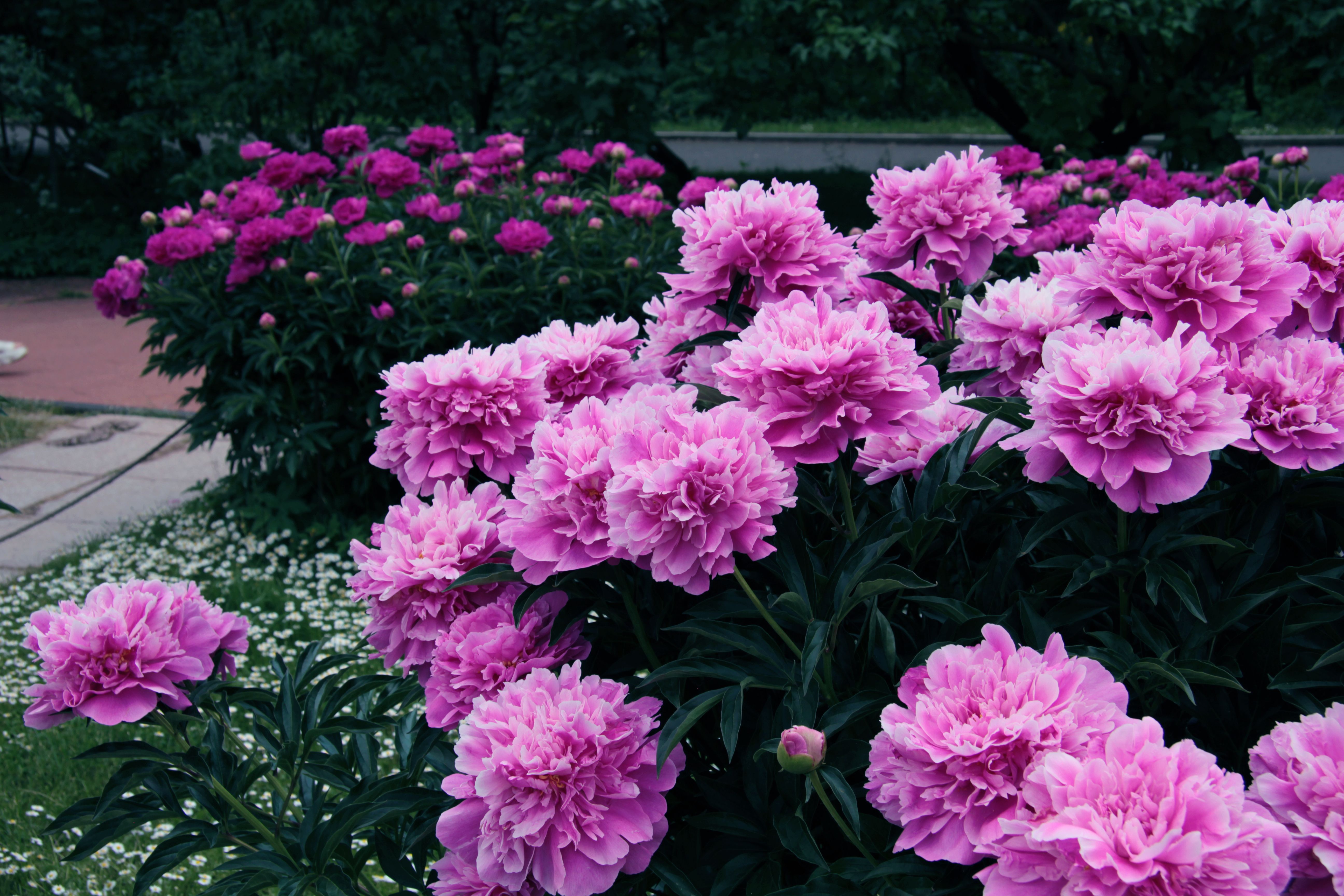 Preventing the 'Donut Effect': Strategic Support and Pruning for Full-Bloomed Peonies, Garden Phlox, and Tall Asters to Stop Mid-Season Center Collapse