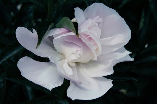 Free A beautiful pale pink peony flower in full bloom, showcasing its delicate petals against dark green foliage. Stock Photo