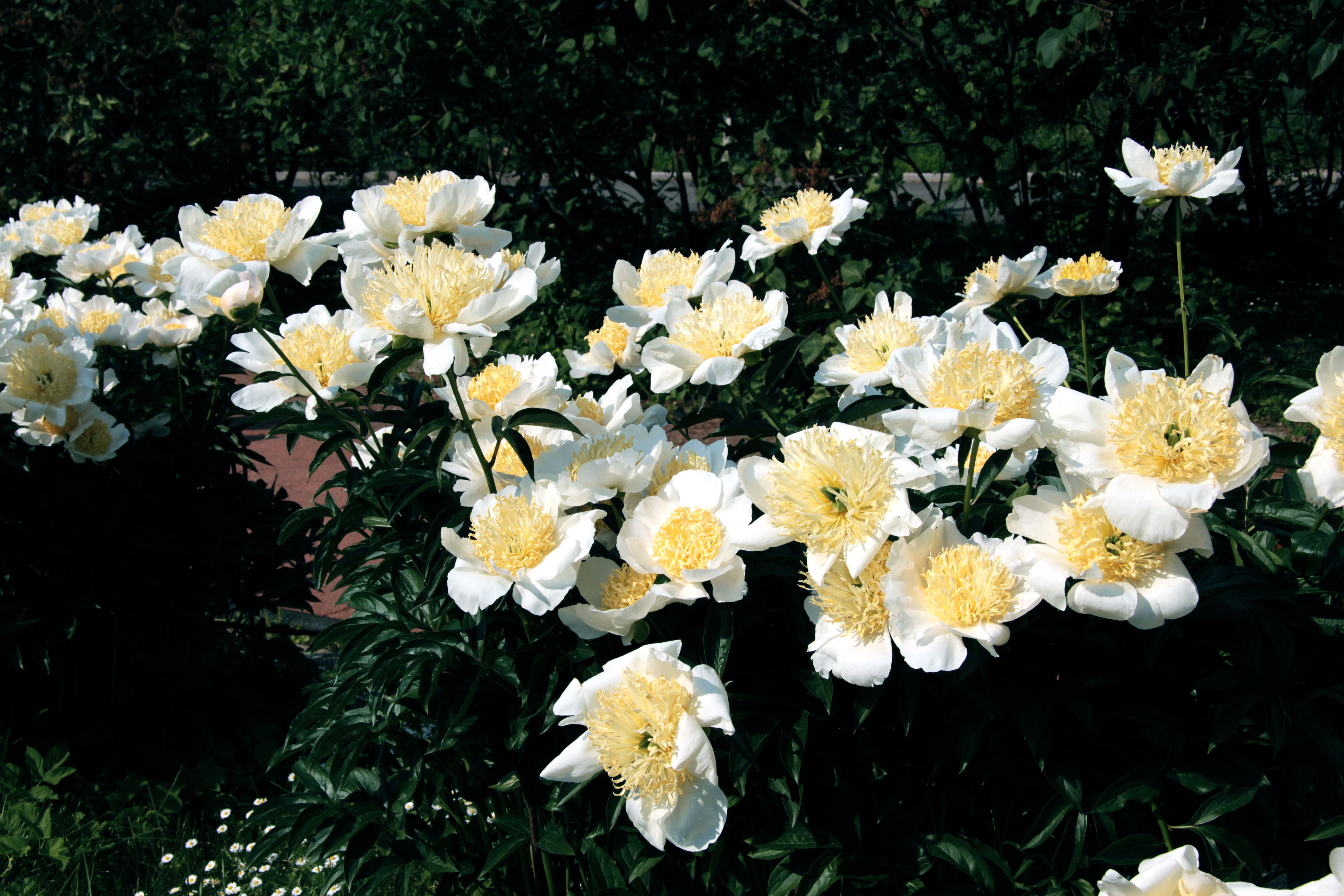 [ColoSach]-a-beautiful-cluster-of-white-peonies-in-full-bloom-under-natural-sunlight.