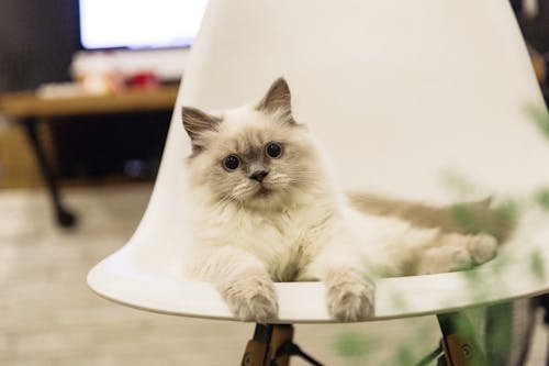 椅子の上の短い髪の白猫