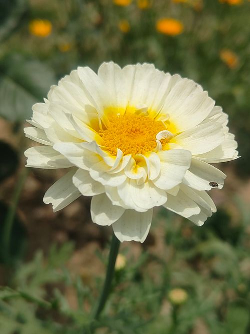 Free Close-up of a white chrysanthemum flower with a yellow center, showcasing its natural beauty. Stock Photo