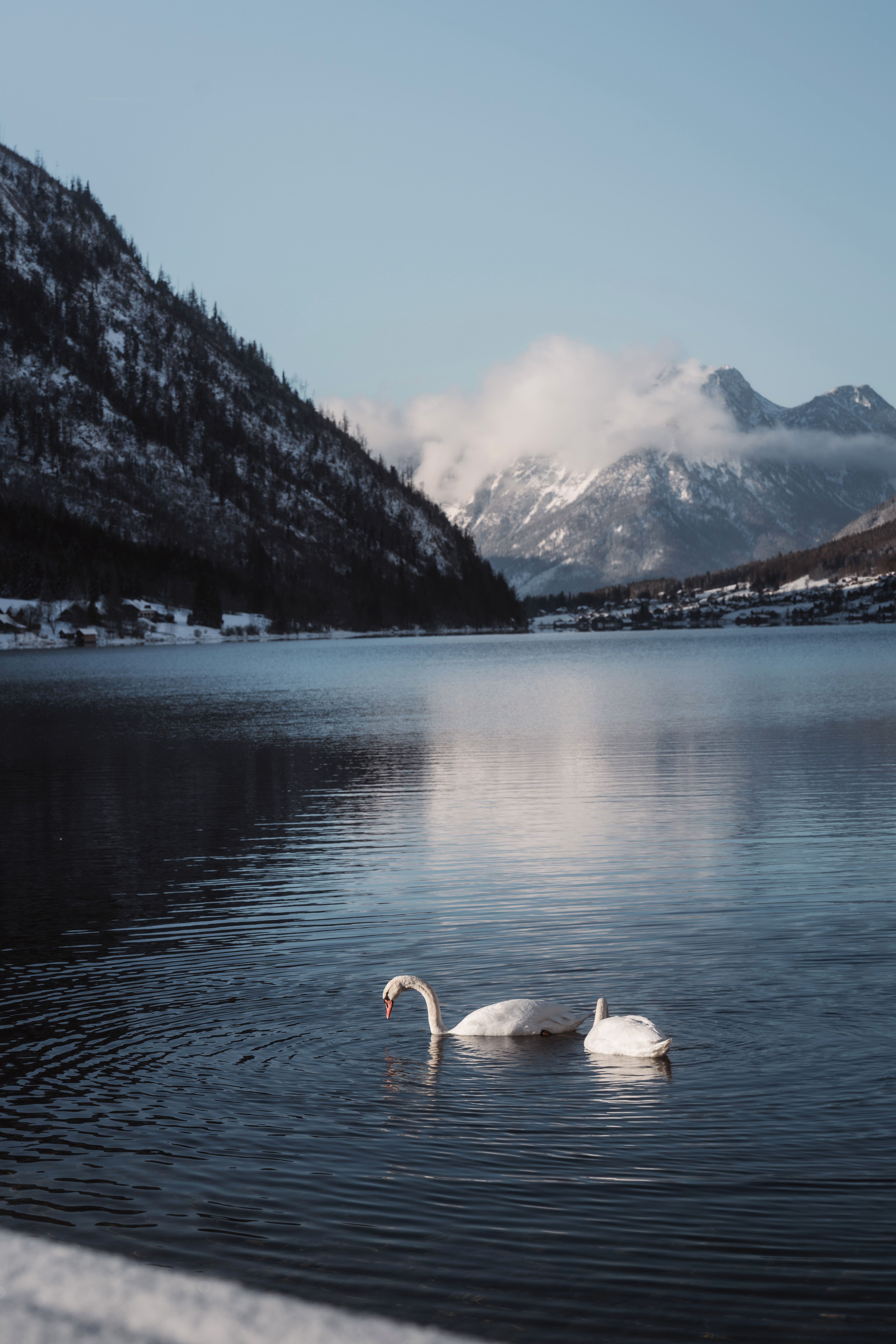 A peaceful winter scene featuring a swan on a snowy lake in the Austrian Alps.