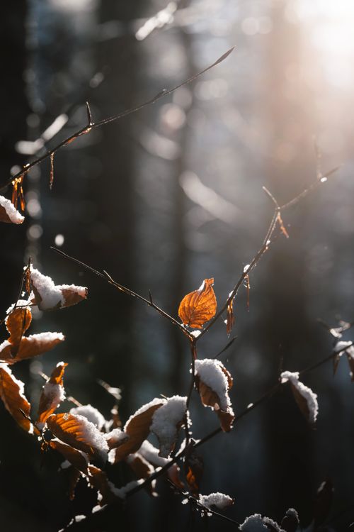 Free Frosty forest scene with sunlit orange leaves and snow-covered branches in Bad Aussee, Austria. Stock Photo