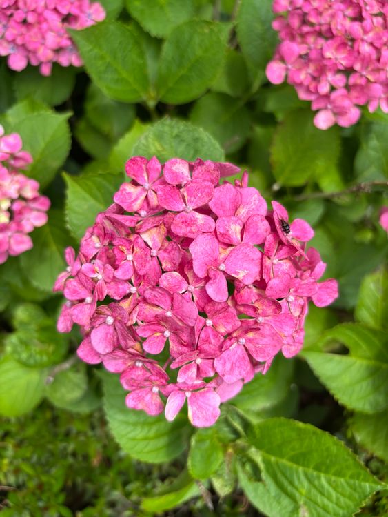 Vibrant Pink Hydrangea Bloom in Summer Light · Free Stock Photo
