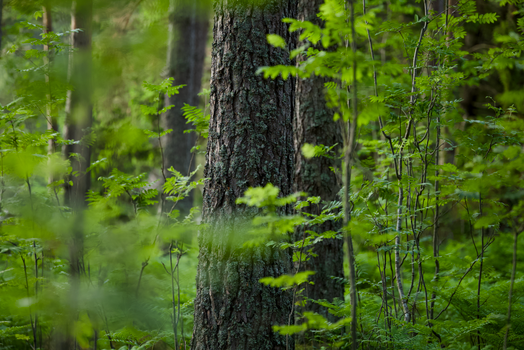 Vibrant woodland scene showcasing lush green trees and dense foliage.
