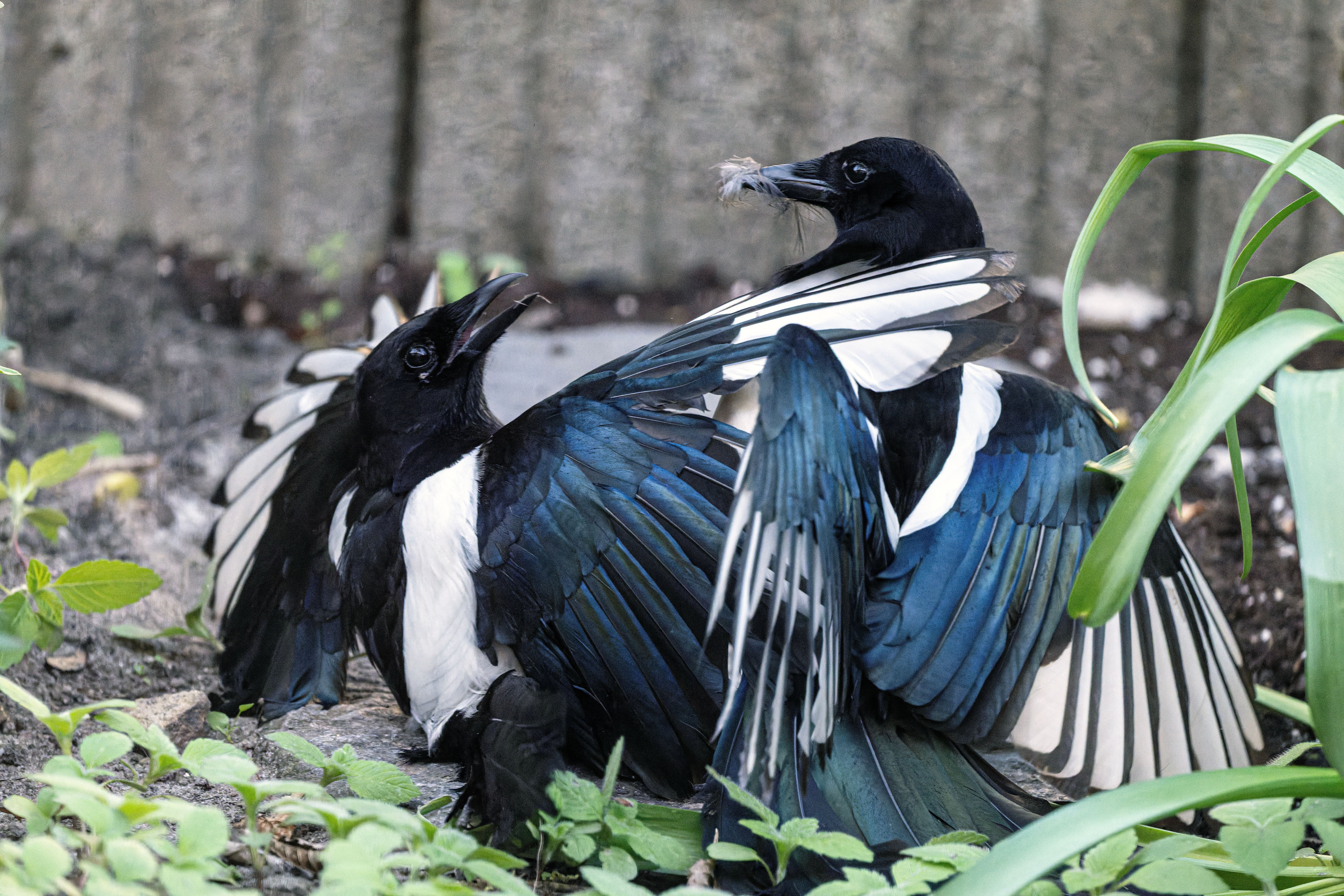Magpie