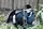 magpie